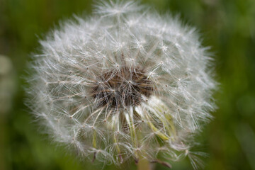 Fototapeta premium white dandelion close-up on a natural background.