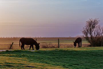 Fototapeta na wymiar A landscape view of donkeys grazing at sunset 