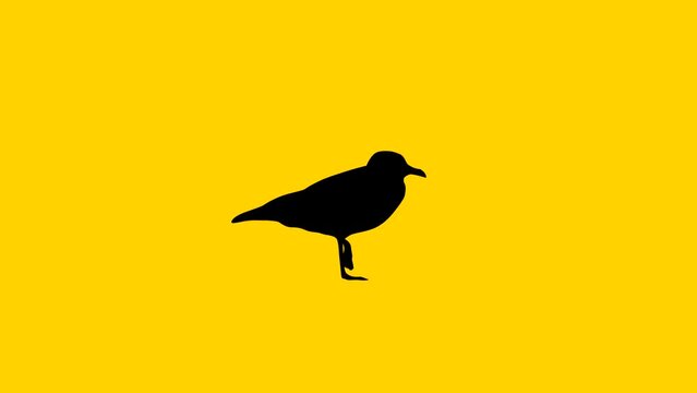 Walking seagull, animation on the yellow background (seamless loop)