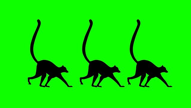 Three walking lemurs, animation on the green background (seamless loop)