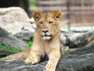 動物園で放し飼いのライオン
