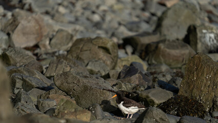 Oystercatcher bird over the seaweeds near the shore