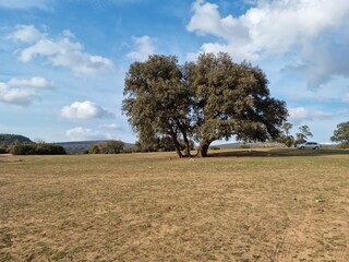 Lonely big tree in the middle of the park