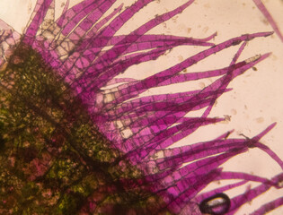 plant under microscope