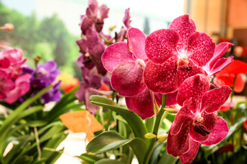 Phalenopsis Orchid plants in the garden in Spring