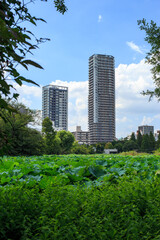Fototapeta premium 上野公園 不忍池