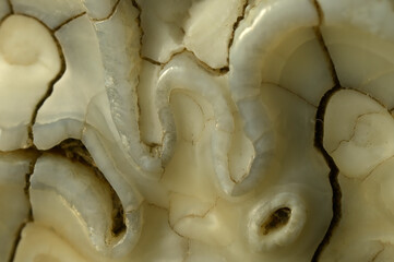 Extreme close up of Cow's molar tooth, India