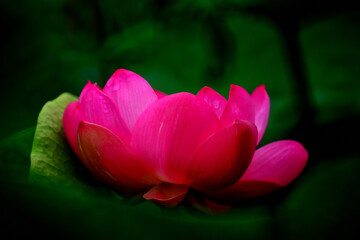 Obraz premium はすの花