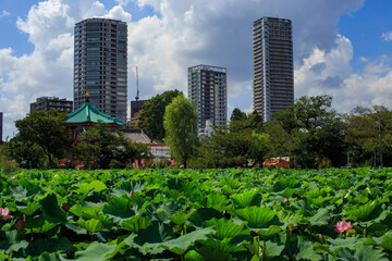 Fototapeta premium 上野公園 不忍池