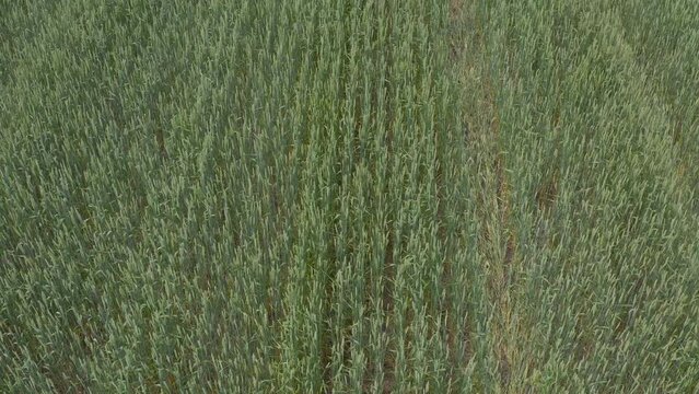 Spelt (Triticum spelta), dinkel or hulled wheat crop field, high angle view