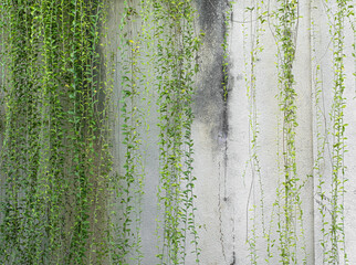 Cement Wall with green leaf vines background texture