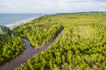 aerial view of mangrove forest at Kuala Penyu Sabah Borneo, Malaysia.