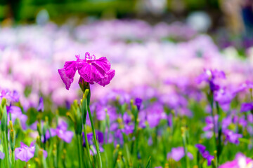Obraz premium 菖蒲の花