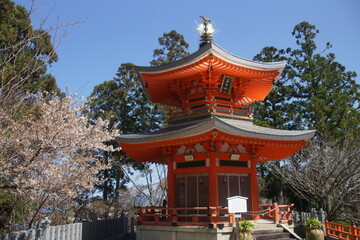 京都の正伝寺の早咲きの桜と多宝塔