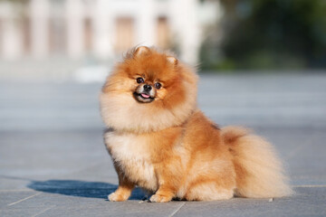 Pomeranian spitz posing and running on the square outside
