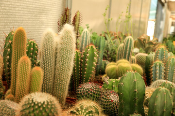 Pots of different kind of cactus for sale