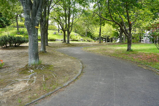 公園の整備された通路