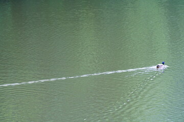 池の中を泳ぐカルガモ