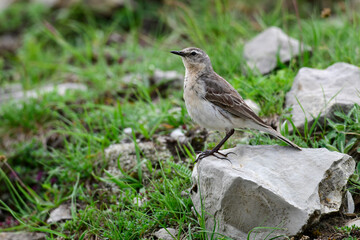  Water Pipit // Bergpieper (Anthus spinoletta)