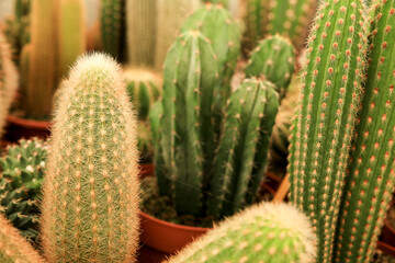 Pots of different kind of cactus for sale