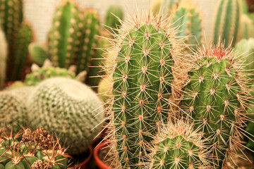 Pots of different kind of cactus for sale