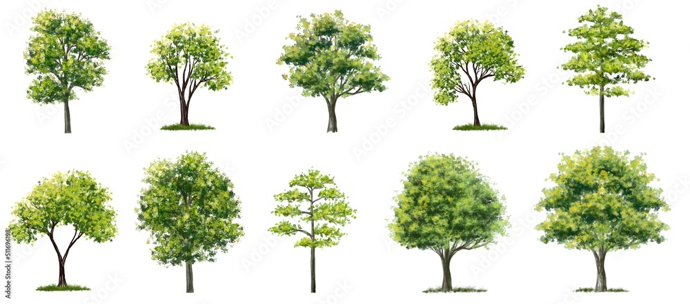 Wall mural set of watercolor of tree side view isolated on white background for landscape and architecture draw
