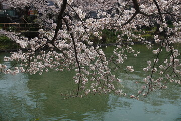 Obraz na płótnie Canvas 川にかかる満開の桜
