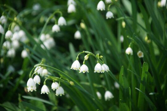 スノーフレーク Images Browse 3 545 Stock Photos Vectors And Video Adobe Stock