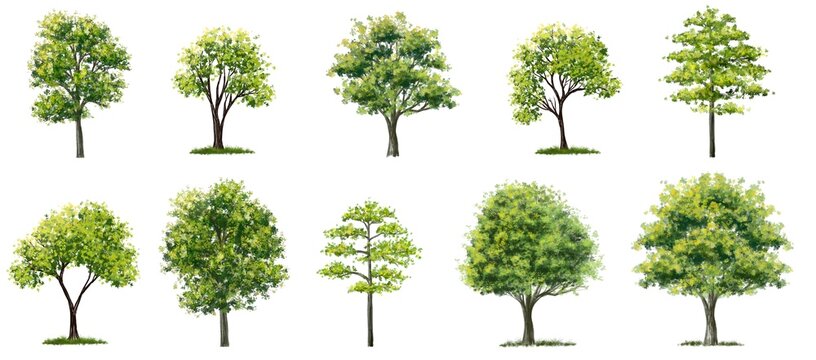 Set of watercolor of tree side view isolated on white background for landscape  and architecture drawing, elements for environment and garden,botanical for section 