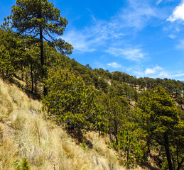 Bosque de altura conformado por Pinus hartwegii y Abies religiosa