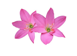 Naklejka na ściany i meble Fairy Lily or Rain Lily or Zephyr Flower or Zephyranthes spp flower. Close up pink head flower bouquet isolated on white background.