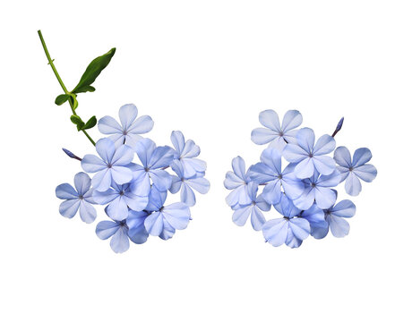 White plumbago or Cape leadwort flower. Collection of small blue flower bouquet isolated on white background.  