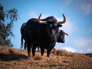 Couple of spanish bulls in a meadow in spring looking at camera and blue sky with cloud in the background.