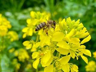 bee on yellow flower