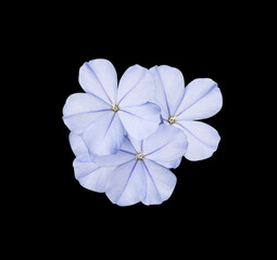 White plumbago or Cape leadwort flower. Close up small blue flower bouquet isolated on white background.  
