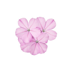 Beautiful pink flowers of Cape leadwort or Plumbago auriculata tree. Close up small pink-purple flower bouquet isolated on white background.