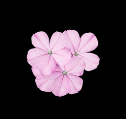 Beautiful pink flowers of Cape leadwort or Plumbago auriculata tree. Close up small pink-purple flower bouquet isolated on black background.