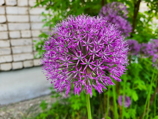 Fototapeta premium Purple flower decorative bow, close-up. The spherical allium flower can reach up to 15 centimeters in diameter. The concept of landscape design.