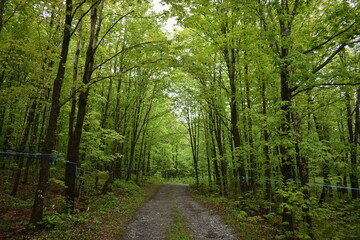 Obraz premium A maple grove in the spring , Sainte-Apolline, Québec, Canada