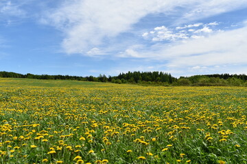 A dandelion field in spring, Québec, Canada