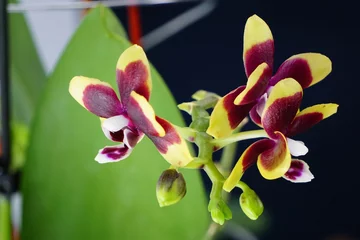 Gardinen Orchidee gelb rot © Andrea