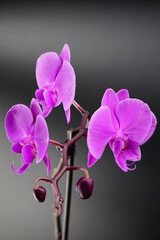 Orchidee  pink