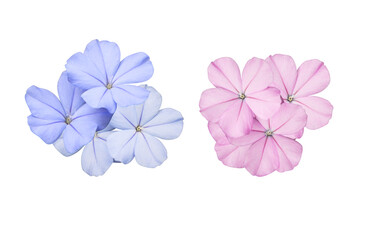 White plumbago or Cape leadwort flower. Collection of small blue-pink flower bouquet isolated on...