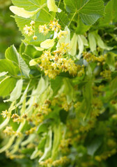 Blooming flowers of small leaved Linden tree (Tilia Cordata). Branch covered with yellow blossom used for herbal healing tea preparation. Natural background. Back to nature concept.