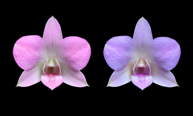 Phalaenopsis or Orchid flower. Collection pink and blue orchid flower bouquet isolated on black background.