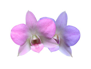 Phalaenopsis or Orchid flower. Close up pink and blue orchid flower bouquet isolated on white background.