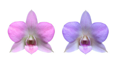 Naklejka na ściany i meble Phalaenopsis or Orchid flower. Collection of pink and blue orchid flower bouquet isolated on white background.