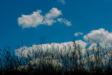 grass and sky