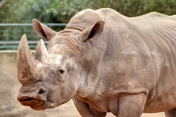 Un rhinoc&eacute;ros force de la nature
