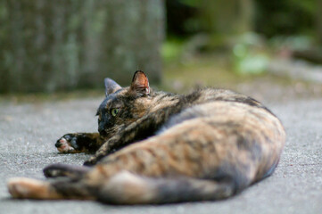 Wild cat relaxing on the streets of Japan